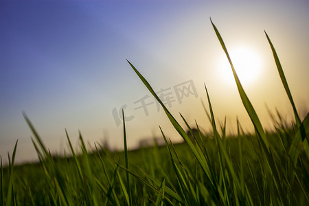 绿色小植物摄影照片_春天清晨小草希望自然风景摄影图