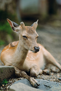 日本奈良公园里小鹿摄影图
