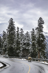 冬季山摄影照片_松树公路山摄影图