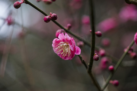 花枝水墨摄影照片_杭州植物园风景红梅花蕊摄影图