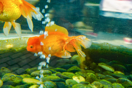 金鱼简图摄影照片_水族馆里面热带金鱼摄影图