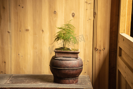 盆栽摄影照片_木质家具文竹植物盆栽摄影图