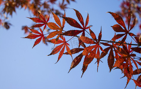 秋天枫叶摄影图