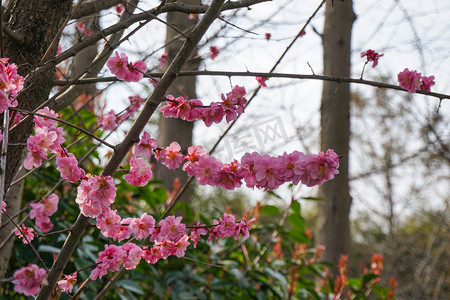 春天植物粉色梅花自然风景摄影图