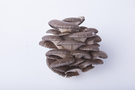 一小株平菇摄影图