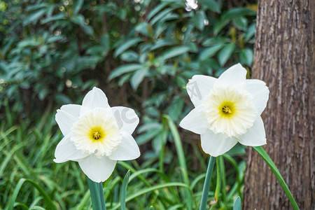 春天公园白色水仙花摄影图