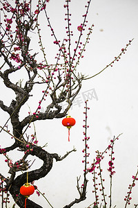 腊月二十四摄影照片_杭州植物园风景红梅灯笼摄影图