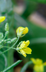 春季油菜花摄影照片_花朵雨露摄影图