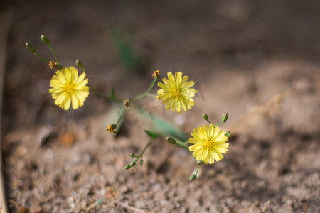 黄色花朵春天风景摄影图