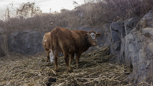 老黄牛摄影照片_动物世界之老黄牛摄影图