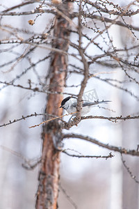 冬天里雪地可爱小鸟摄影图