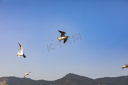 飞翔海鸟摄影照片_云南滇池湖上飞翔海鸥摄影图