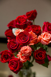 飘舞的玫瑰摄影照片_爱情红玫瑰摄影图