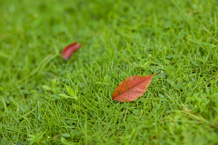 草地上落叶摄影图