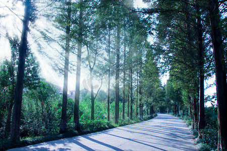 林间道路阳光摄影图
