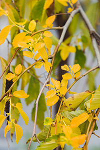 秋天大片变黄植物叶片摄影图