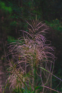 紫红色小草植物自然风景摄影图