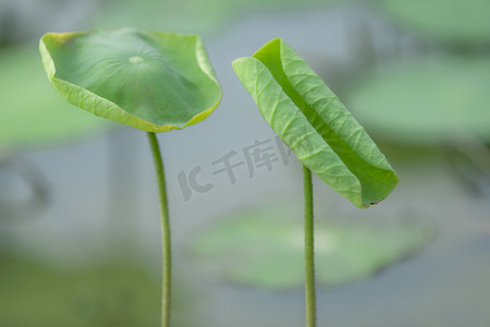 荷叶手绘手绘摄影照片_夏日荷叶荷花自然植物摄影图