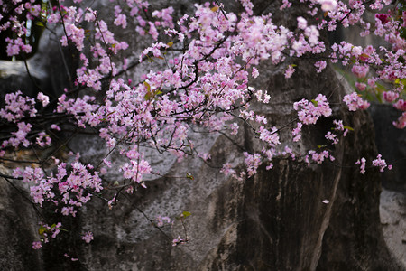 春天盛开桃花自然风景摄影图