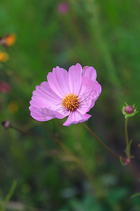 一朵格桑花摄影图