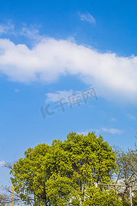 蓝天白云下树木摄影图