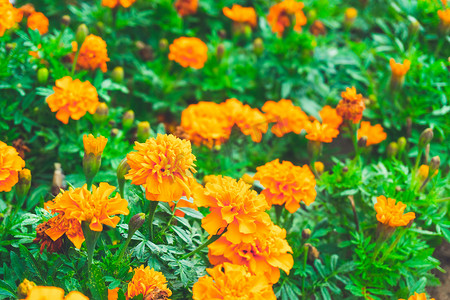 万寿菊黄色种植花朵摄影图