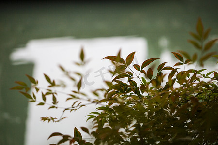 杭州植物园风景花木自然风景摄影图