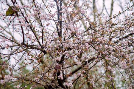 粉色樱花树枝自然风景摄影图
