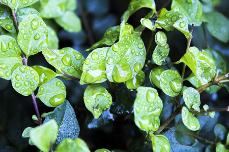 清明节排版摄影照片_植物上雨水水珠摄影图