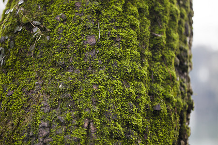 杭州植物园风景树木青苔绿苔