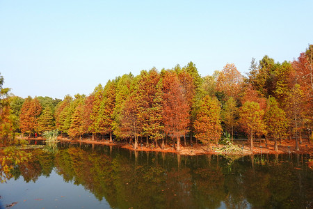 秋天树林红叶摄影图