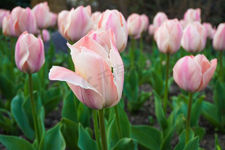 粉色盛开荷兰郁金香自然风景摄影图