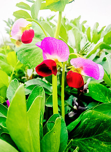 绿色植物花朵摄影照片_清新绿色植物和花朵摄影图