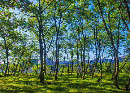 绿色春天图摄影照片_城市里树林摄影图