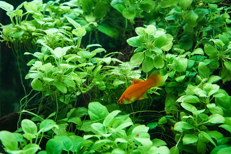 在绿叶中游泳红色热带小鱼摄影图