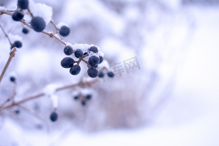 小雪雪花摄影照片_冬天倔强生命摄影图