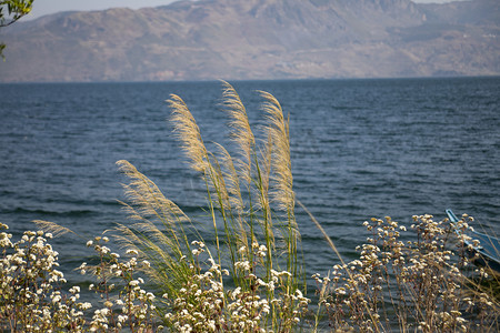 大海湖泊植物摄影图