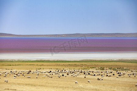 柯柯盐湖摄影照片_图兹湖边羊群摄影图
