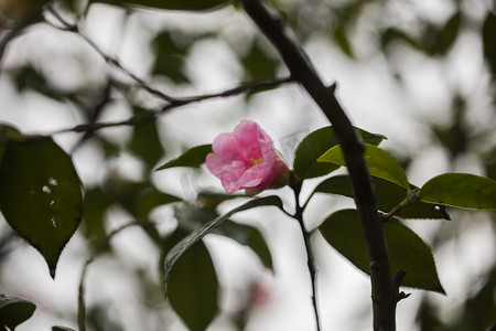 杭州植物园山茶花树枝