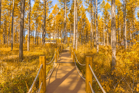 秋天金色松林与木制廊道摄影图