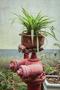 植物盆栽自然风景摄影图