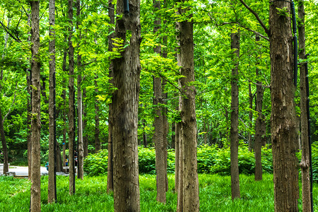绿植夏天摄影照片_绿色树林摄影图
