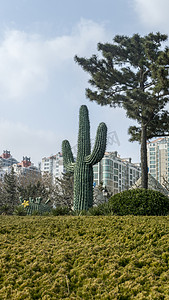 动感之星高清图摄影照片_植物系列之巨型仙人掌高清风摄影图