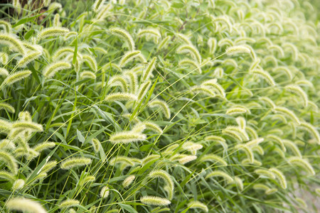 生长茂盛狗尾草摄影图