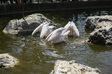 动物园里扎进水里白鹭摄影图