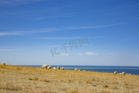 国学山水摄影照片_青海湖边一群羊摄影图