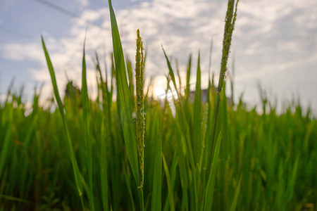 阳光稻子摄影图