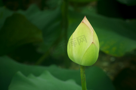 花开摄影照片_未开荷花摄影图