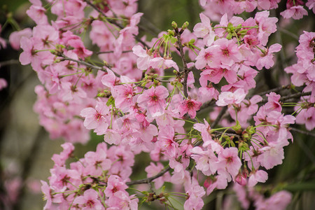 春天粉红樱花盛开树枝自然风景摄影图