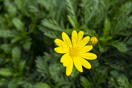 盛开黄花自然风景摄影图